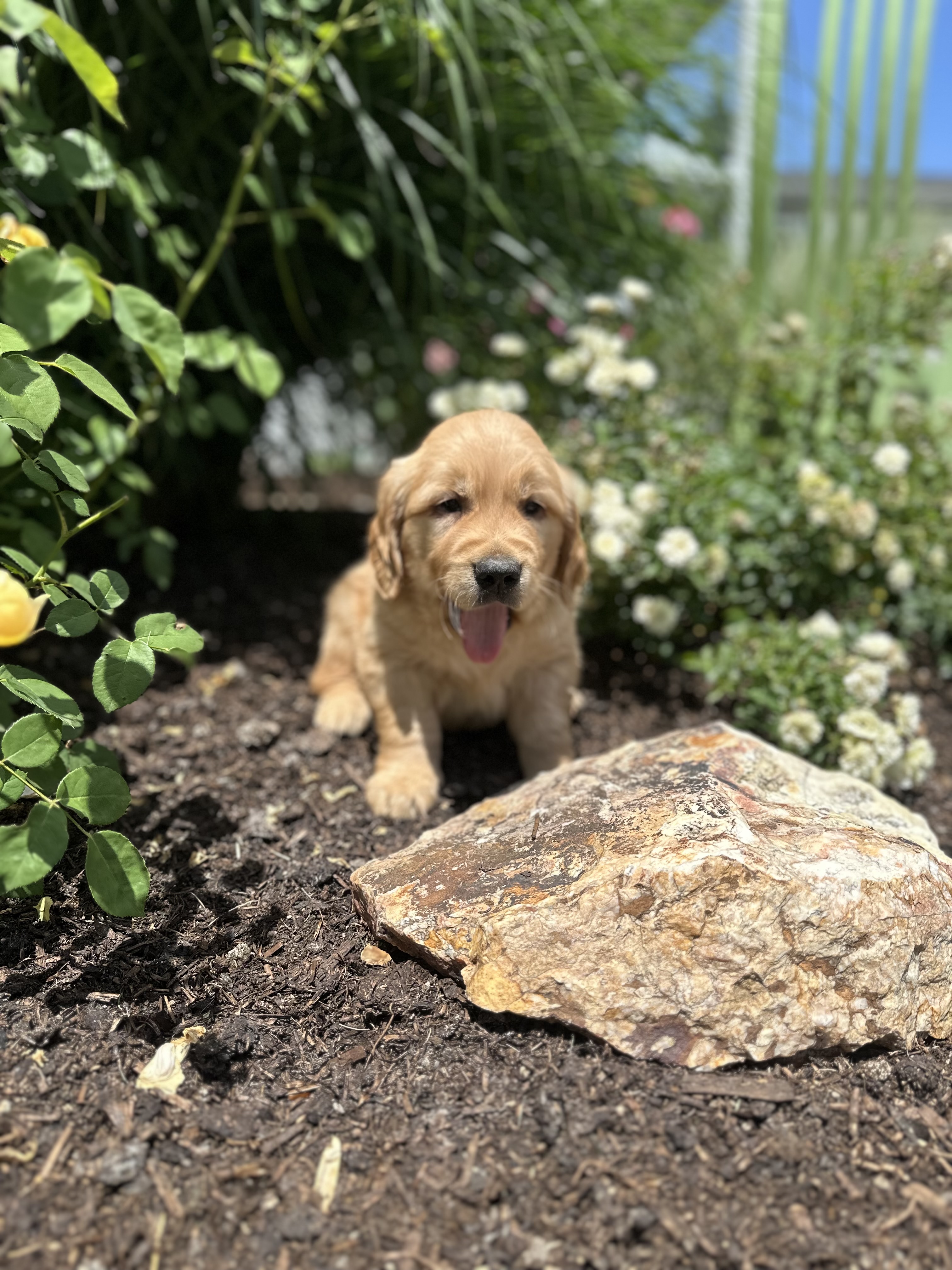 puppy, for, sale, Golden Retriever, Samuel K. Zook, dog, breeder, Honey Brook, PA, dog-breeder, puppy-for-sale, forsale, nearby, find, puppyfind, locator, puppylocator, aca